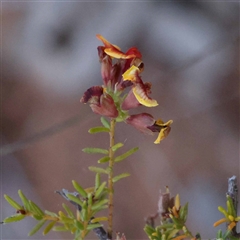 Dillwynia phylicoides (A Parrot-pea) at Acton, ACT - 19 Oct 2024 by ConBoekel