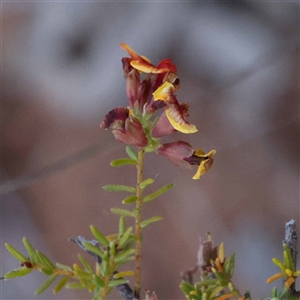 Dillwynia phylicoides at Acton, ACT - 20 Oct 2024