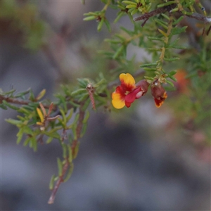 Dillwynia phylicoides at Acton, ACT - 20 Oct 2024