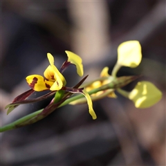 Diuris sulphurea (Tiger Orchid) at Acton, ACT - 19 Oct 2024 by ConBoekel