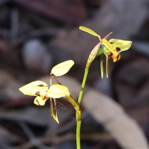 Diuris sulphurea at Acton, ACT - suppressed