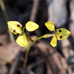 Diuris sulphurea at Acton, ACT - suppressed