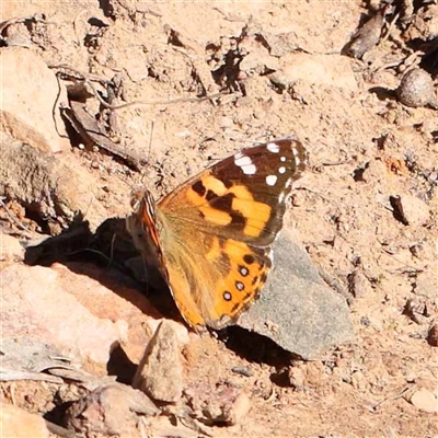 Vanessa kershawi (Australian Painted Lady) at Acton, ACT - 19 Oct 2024 by ConBoekel