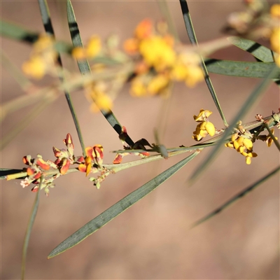 Daviesia mimosoides (Bitter Pea) at Acton, ACT - 19 Oct 2024 by ConBoekel