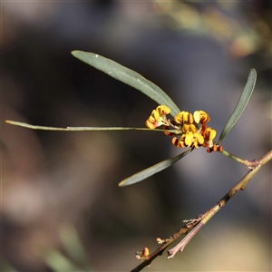 Daviesia mimosoides at Acton, ACT - 20 Oct 2024 08:43 AM