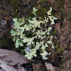 Unverified Lichen at Acton, ACT - 20 Oct 2024 by ConBoekel
