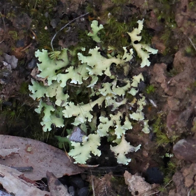 Unidentified Lichen at Acton, ACT - 19 Oct 2024 by ConBoekel