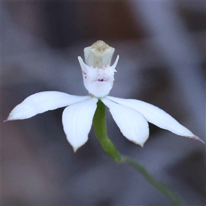 Caladenia moschata at Acton, ACT - suppressed