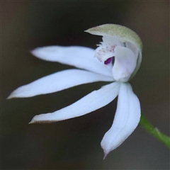 Caladenia moschata at Acton, ACT - suppressed