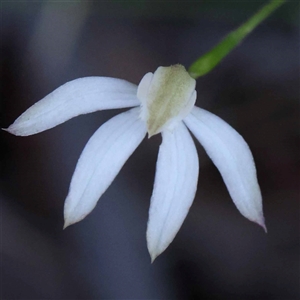 Caladenia moschata at Acton, ACT - suppressed