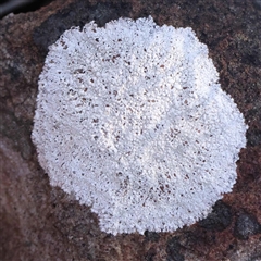 Unverified Lichen at Acton, ACT - 20 Oct 2024 by ConBoekel