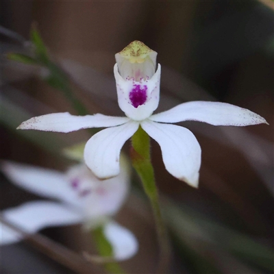 Caladenia moschata (Musky Caps) at Acton, ACT - 19 Oct 2024 by ConBoekel