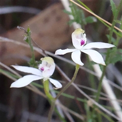 Caladenia moschata at Acton, ACT - 20 Oct 2024