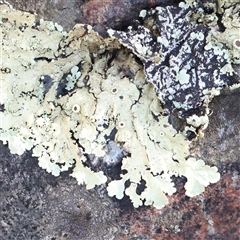 Unidentified Lichen at Acton, ACT - 19 Oct 2024 by ConBoekel