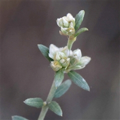 Mirbelia oxylobioides (Mountain Mirbelia) at Acton, ACT - 19 Oct 2024 by ConBoekel