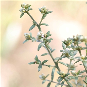 Mirbelia oxylobioides at Acton, ACT - 20 Oct 2024