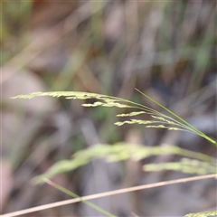 Poa sieberiana (Poa Tussock) at Acton, ACT - 19 Oct 2024 by ConBoekel