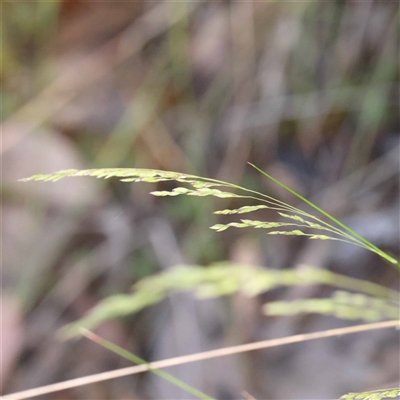 Unidentified Grass at Acton, ACT - 19 Oct 2024 by ConBoekel