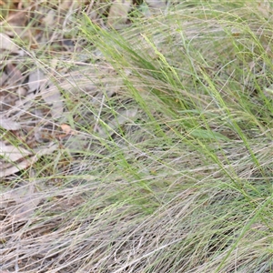 Poa sieberiana at Acton, ACT - 20 Oct 2024