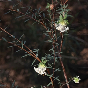 Pimelea linifolia subsp. linifolia at Acton, ACT - 20 Oct 2024 08:51 AM