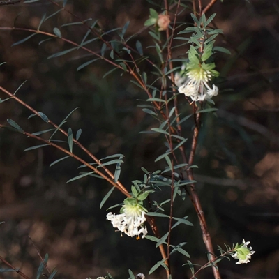 Pimelea linifolia subsp. linifolia (Queen of the Bush, Slender Rice-flower) at Acton, ACT - 20 Oct 2024 by ConBoekel