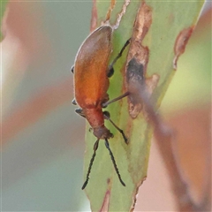 Ecnolagria grandis (Honeybrown beetle) at Acton, ACT - 20 Oct 2024 by ConBoekel