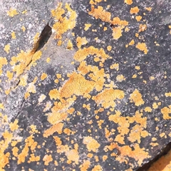 Unverified Lichen at Acton, ACT - 20 Oct 2024 by ConBoekel