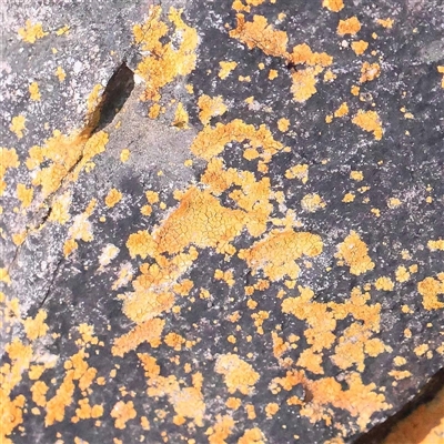 Unverified Lichen at Acton, ACT - 20 Oct 2024 by ConBoekel