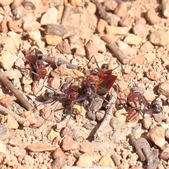 Iridomyrmex purpureus (Meat Ant) at Acton, ACT - 19 Oct 2024 by ConBoekel