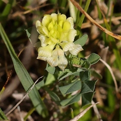 Trifolium campestre (Hop Clover) at Acton, ACT - 19 Oct 2024 by ConBoekel