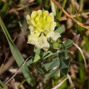 Trifolium campestre at Acton, ACT - 20 Oct 2024 09:10 AM