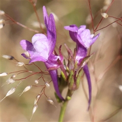 Linaria pelisseriana (Pelisser's Toadflax) at Acton, ACT - 19 Oct 2024 by ConBoekel