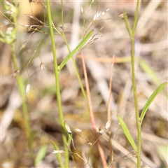 Linaria pelisseriana at Acton, ACT - 20 Oct 2024