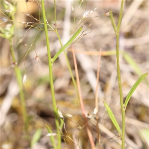 Linaria pelisseriana at Acton, ACT - 20 Oct 2024 09:12 AM