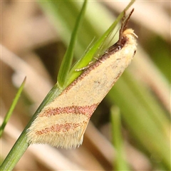 Coeranica isabella (A Concealer moth) at Acton, ACT - 19 Oct 2024 by ConBoekel