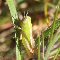 Bermius brachycerus (A grasshopper) at Acton, ACT - 20 Oct 2024 by ConBoekel