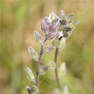 Myosotis discolor at Acton, ACT - 20 Oct 2024