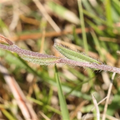 Myosotis discolor at Acton, ACT - 20 Oct 2024