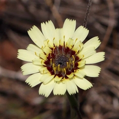 Tolpis barbata (Yellow Hawkweed) at Acton, ACT - 19 Oct 2024 by ConBoekel