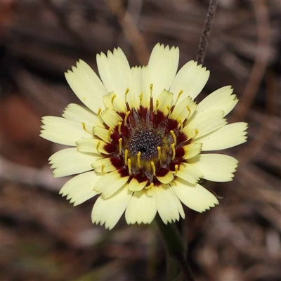 Tolpis barbata (Yellow Hawkweed) at Acton, ACT - 20 Oct 2024 by ConBoekel