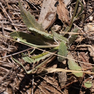 Tolpis barbata at Acton, ACT - 20 Oct 2024