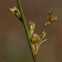 Juncus (genus) (A Rush) at Acton, ACT - 20 Oct 2024 by ConBoekel