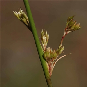 Juncus sp. at Acton, ACT - 20 Oct 2024