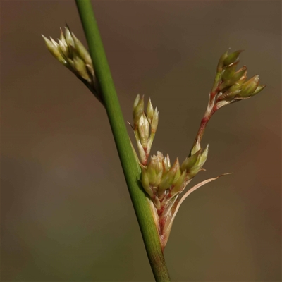 Juncus (genus) (A Rush) at Acton, ACT - 20 Oct 2024 by ConBoekel