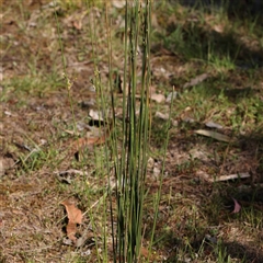Juncus (genus) at Acton, ACT - 20 Oct 2024 09:21 AM