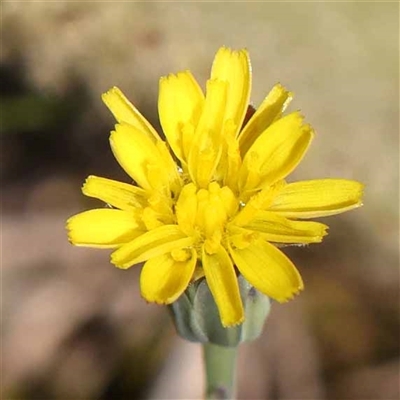 Hypochaeris radicata (Cat's Ear, Flatweed) at Acton, ACT - 19 Oct 2024 by ConBoekel