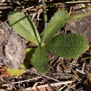 Hypochaeris radicata at Acton, ACT - 20 Oct 2024