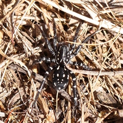 Nyssus albopunctatus (White-spotted swift spider) at Acton, ACT - 20 Oct 2024 by ConBoekel