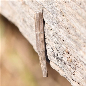 Lepidoscia arctiella at Acton, ACT - 20 Oct 2024