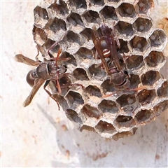 Ropalidia plebeiana (Small brown paper wasp) at Acton, ACT - 19 Oct 2024 by ConBoekel